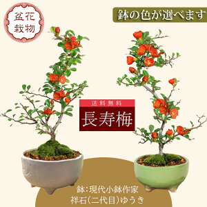 hV̓ Mtgyo׉Izi~́F~( ㏬ ː()䂤)* Iׂ bonsai