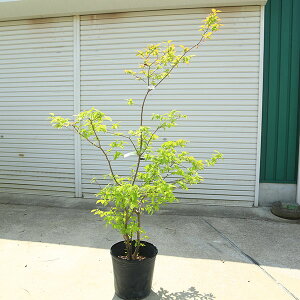 󏭒؁EA؁Ficn[iȂ͂j*@iI@F150cm@S160cm@}֔