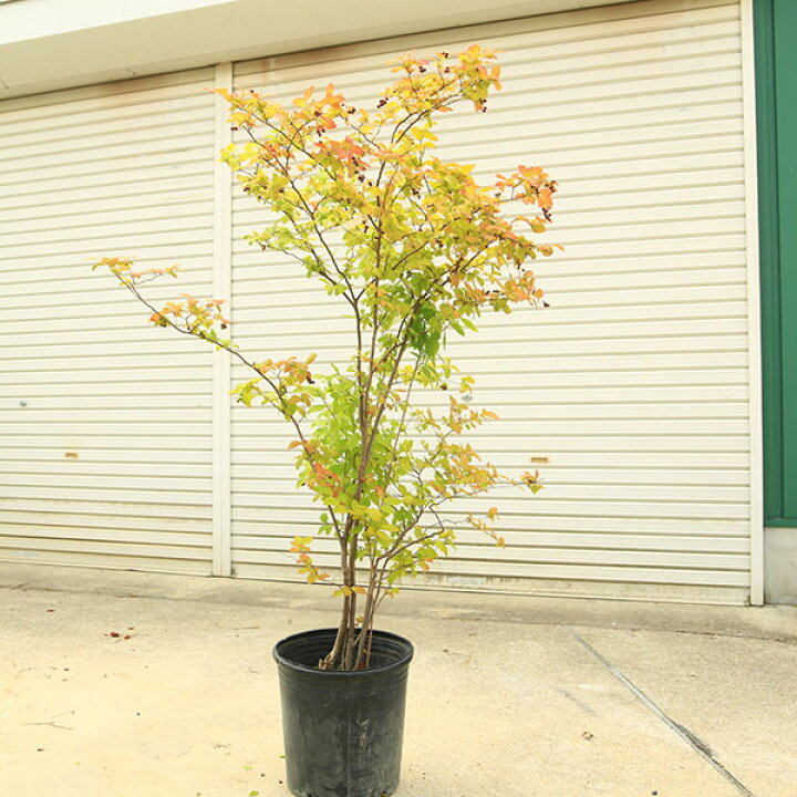 楽天市場】希少庭木・植木：ナツハゼ（なつはぜ）* 現品限り！ 樹高