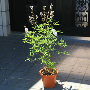 ؁EA؁@cFmjW{N*@ԁ@ sNԁ@6劔@悤ɂ񂶂ڂ