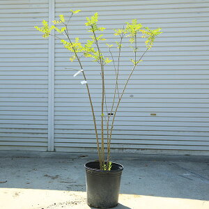 庭木:シマトネリコ(株立ち)自然な立ち姿! 現品一点限り! *樹高:約130cm 全高:約150cm 佐川大型商品発送