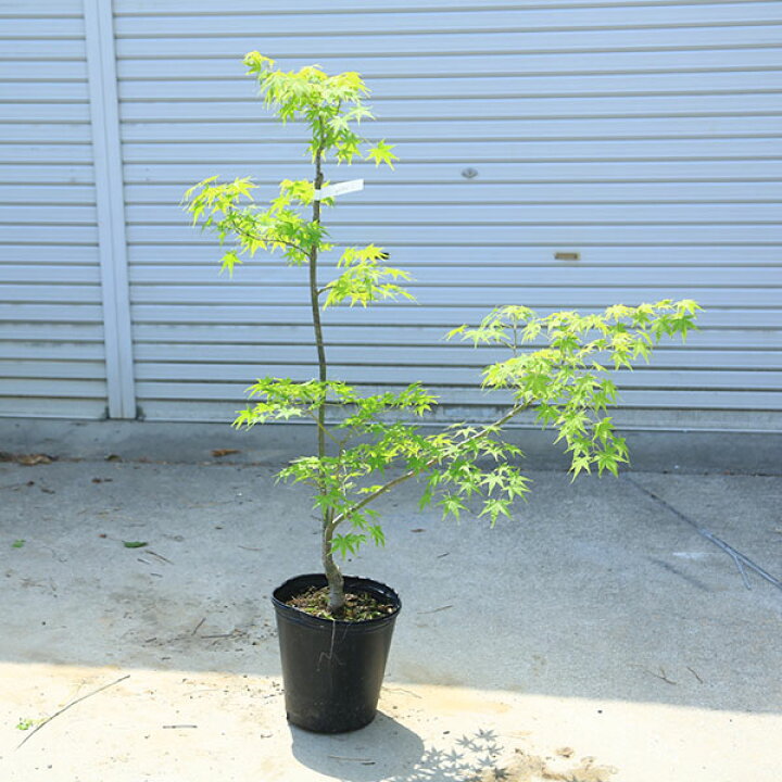 楽天市場】現品庭木・植木：青柳もみじ（あおやぎもみじ）青モミジ 