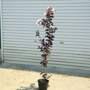 ؁EA؁FTXxiubNp[zCgjԁ@*Sg@tTXx