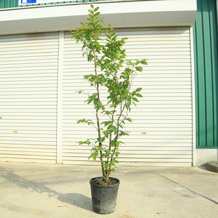 楽天市場】庭木・植木：ブナの木（ブナ）株立ち 現品限り＊ 樹高：約 