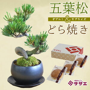 yhV̓Mtg v[gz~́FܗtiˏĔjǂĂZbg*bonsai