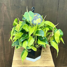 おしゃれ 観葉植物 ：オキシカルジウム ブラジル*フィロデンドロン 5号 黒角吊り鉢 Philodendron