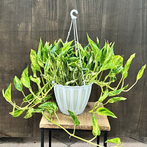 ϗtAF|gX@emgT*5 ݂蔫@󏭕i