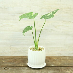  ϗtAFXe ^CRXe[V A*Mt [ICg