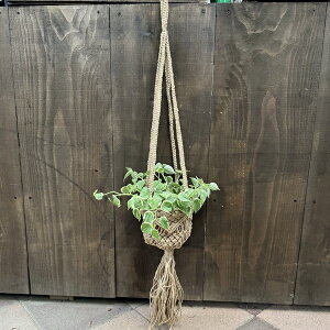 @ϗtAFyy~A ZyX*҂݃W[g݂Jo[