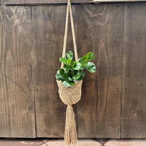 @ϗtAFyy~A IucVtHA*҂݃W[g݂Jo[