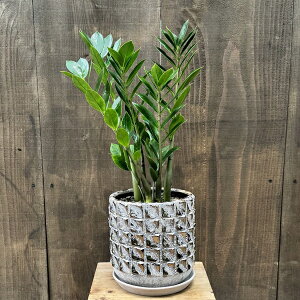 ϗtAFK U~INJX U~tH[A A*Mt xm