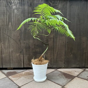 ϗtA LEREFS[fL[ ^Jr*ы 6ZA[g Mt RRV