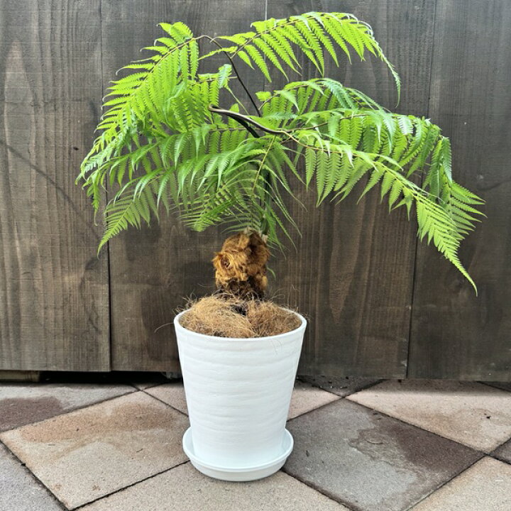 楽天市場】観葉植物 キンモウコウ：ゴールデンモンキー タカワラビ 