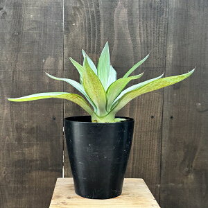 ϗtAFAKx fX`A[i NCbNVo[*6