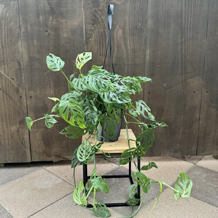 楽天市場】観葉植物：モンステラ エスケレート*5号 吊り鉢 Monstera 