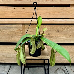 󏭕i@ϗtA@HAFEc{JY@lyeX@C[U@݂蔫*5