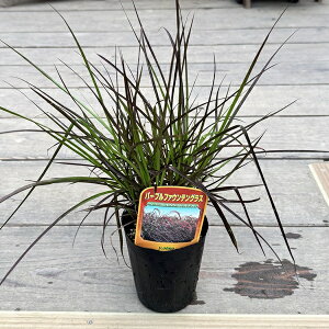 ϗtA c OhJo[ OXFyjZ^@p[vt@EeOX*3.5