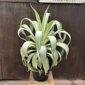 ϗtAFAKx fX`A[i NCbNVo[*8 i͂