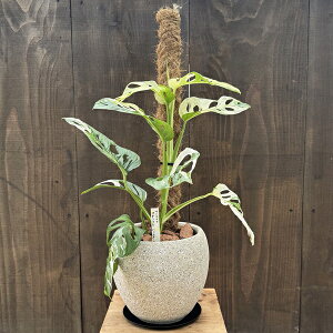 ϗtA FIׂ܂FXe A_[\j[ oGK[^*o[N`bv