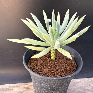 �����A���F�Z�l�V�I �^���m�C�f�X*��6cm