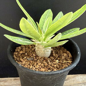 R[fbNXFpL|fBE GulE *M@򍪕1.5cm@ԏ