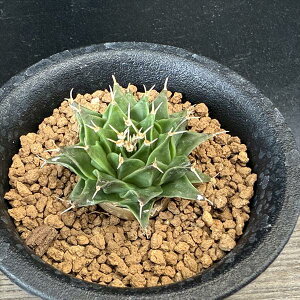 T{eFIuSjA@銥@*S@4cm@ԏ