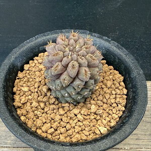 �T�{�e���F�q���z�J�N�^�X �f�B�����t���X�@����*��3cm