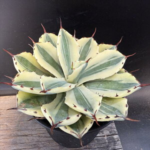 AFAKx@gˊ X[p[NE*13cm