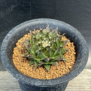 T{eFIuSjA@銥@*M@4.5cm@ԏ