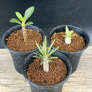 R[fbNXFpL|fBE OLXGulEEB][@Zbg*򍪕0.5`1cm