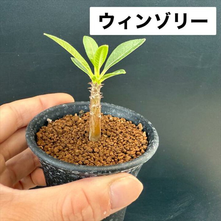 楽天市場】コーデックス：パキポディウム グラキリス＆エブレネウム 