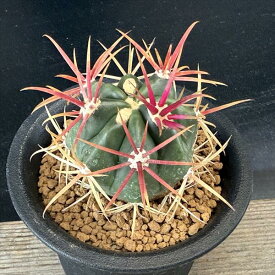 サボテン：フェロカクタス 神仙玉*幅4cm　☆赤松実生