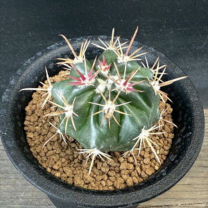 T{eFtFJN^X@gmہ@*4.5cm