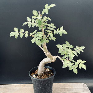 �R�[�f�b�N�X�F�u���Z���@�t�@�K���C�f�X*�t��20cm ��I�������@���i�I��i����