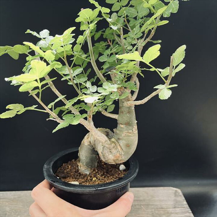 楽天市場】コーデックス：ブルセラ ファガロイデス*葉幅24cm ☆I氏 