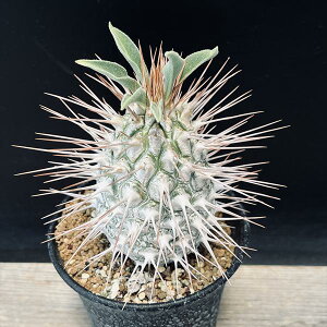 R[fbNXFpL|fBE@*򍪕10cmiƂ܂ށjI@iIi