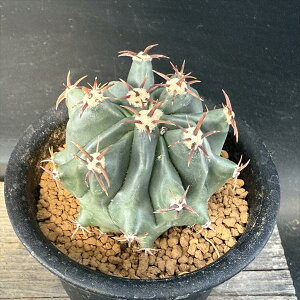 T{eFtFJN^X@Zhhʁ@*6cm@iIi