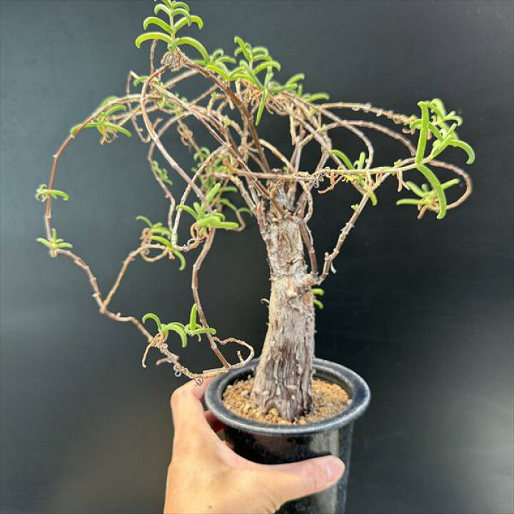 楽天市場】☆特価☆コーデックス：メストクレマ ツベローサム*葉幅30cm 