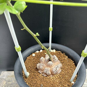 R[fbNXFAtJTb*򍪕7.5cm@iIi