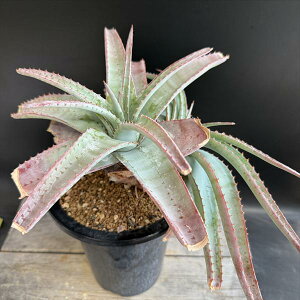 ☆特価☆多肉植物:アロエ スプラフォリアータ*幅37cm  現品!一品限り