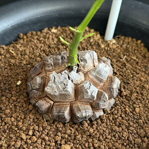 R[fbNXFAtJTb*򍪕6.5cm@iIi