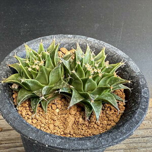 T{eFIuSjA@銥@2*S6.5cm@ԏ@iIi