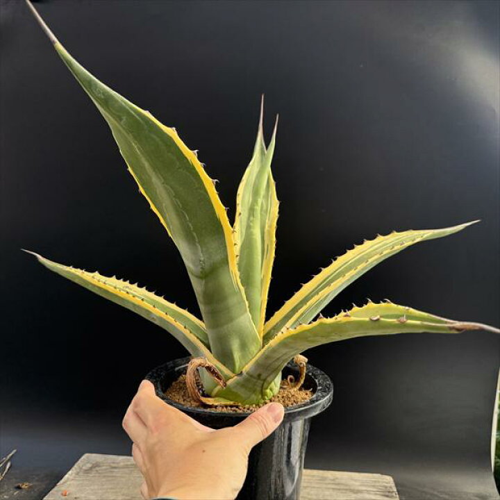 楽天市場】多肉植物：アガベ サルミアナ バターフィンガーズ*幅50cm 