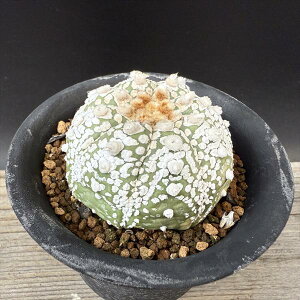 T{eFAXgtBc  *6cm@iIi