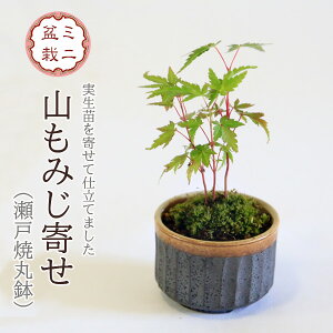 yo׉!z~j~́FR݂*iˏĊ۔jەt ~W a A gt菬i~ bonsai