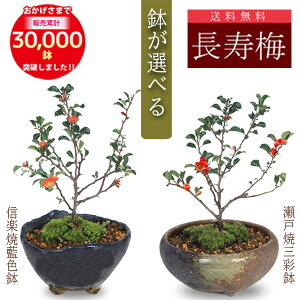 yo׉zyV1ʁ~j~́F~*yIׂzyzyڂ񂳂zy{TCzbonsai@y