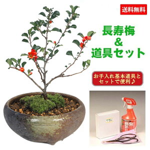 ~j~́F~(ˏĔOʔ)ƓZbg*yڂ񂳂@{TCzbonsai
