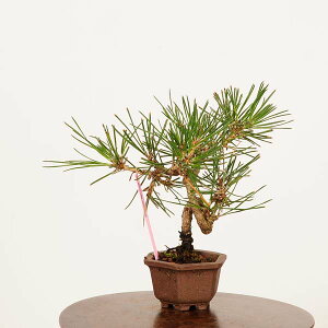 ~́FO͍*i _ ܂@N}c@Kuromatsu bonsai ~j~