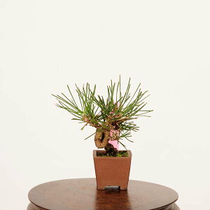 ~́FO͍*i _ ܂@N}c@Kuromatsu bonsai ~j~