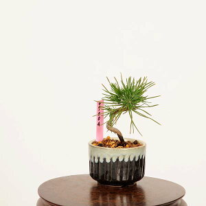 ~́FO͍*i _ ܂@N}c@Kuromatsu bonsai ~j~